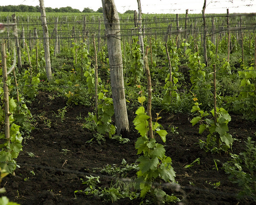 Valul Lui Traian - wine region in Moldova 3