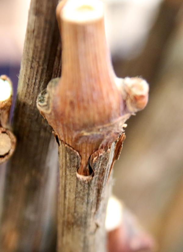 What are hybrids? The role of rootstocks in vine development 12